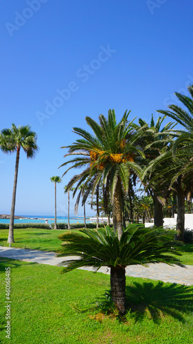 palm trees bushes lawn summer sea blue sky sunny resort vacation vacation beautiful landscape cyprus