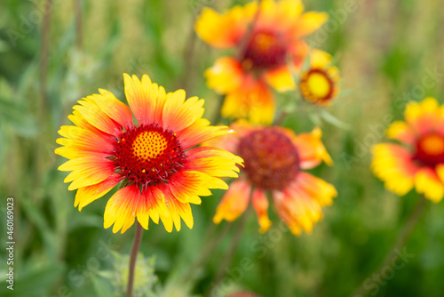 a lot of gaillardia blooms beautifully on the lawn. High quality photo