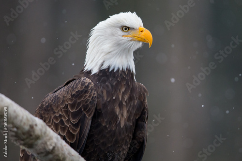 Eagle Portrait 3