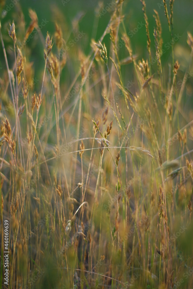 grass of the meadow in the wind grass of the meadow in the wind