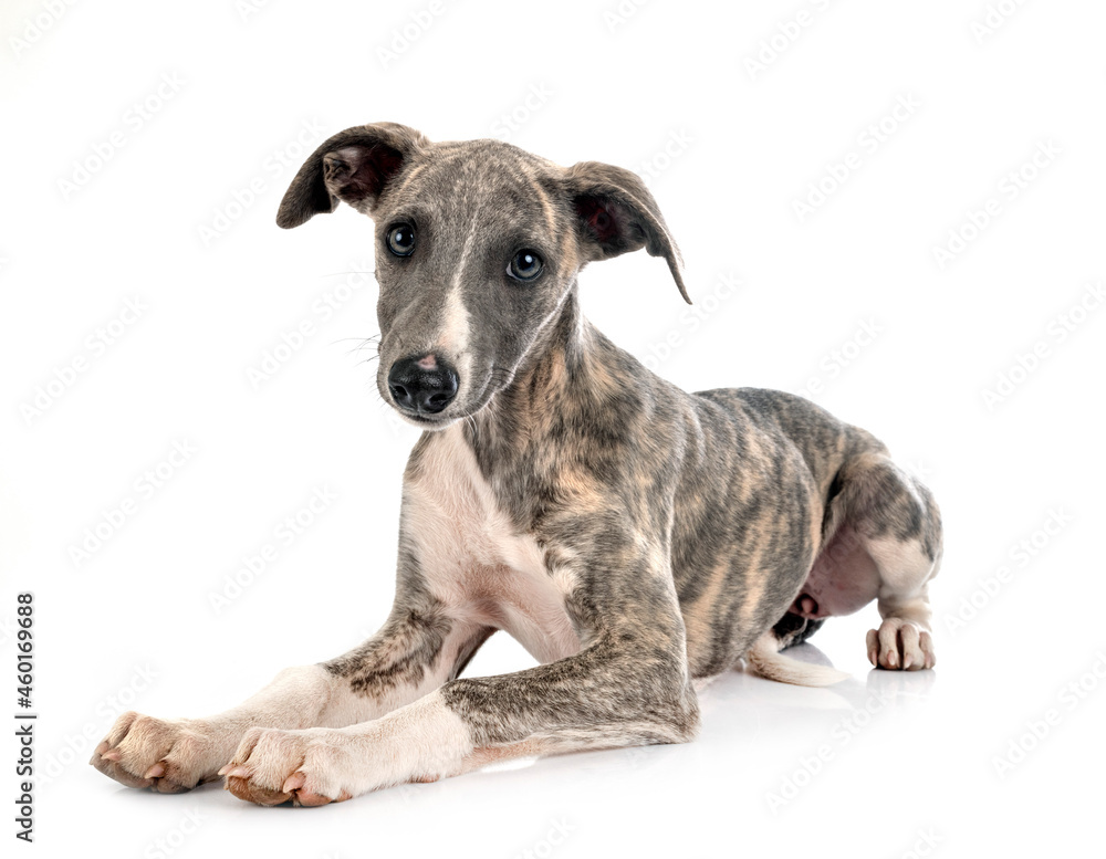 English Whippet in studio English Whippet in studio