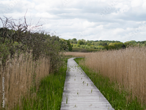 Wooden pathway in landscape of reeds near Silkeborg in Denmark. Called Trækstien.