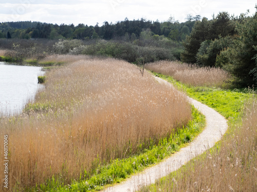 Wooden pathway in landscape of reeds near Silkeborg in Denmark. Called Trækstien.