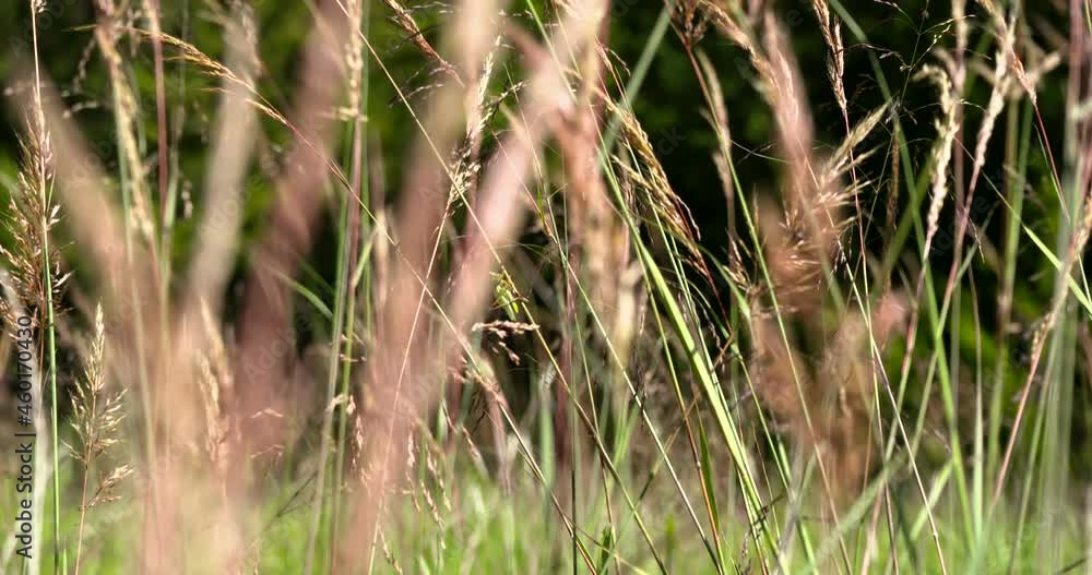 grasshopper clings to native grasses swaying in an autumn breeze grasshopper clings to native grasses swaying in an autumn breeze