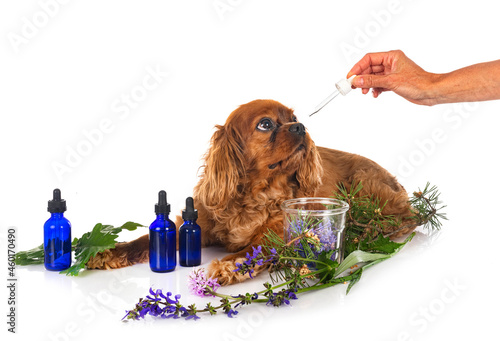 alternative medicine for dog photo