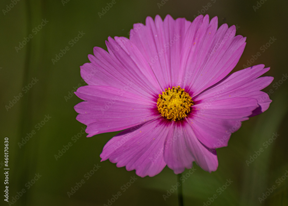 Fototapeta premium Flower