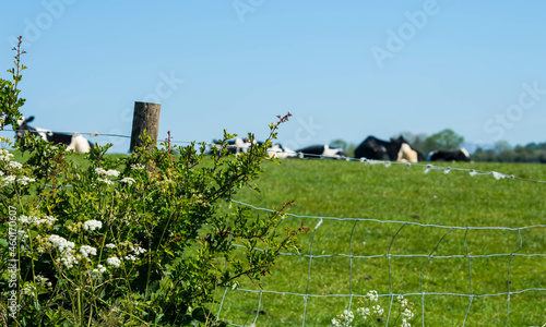 Farmers field with lush green grass, and Friesian cows with blue sky and space for text or copy