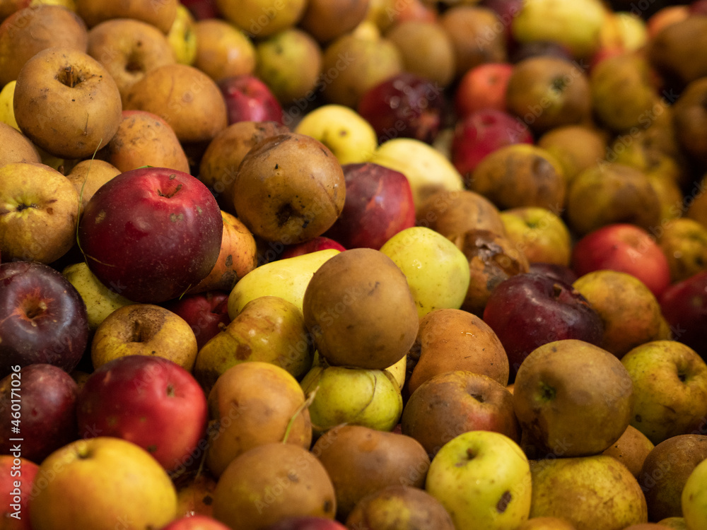 Assorted different big variety of apples in multi color. 
