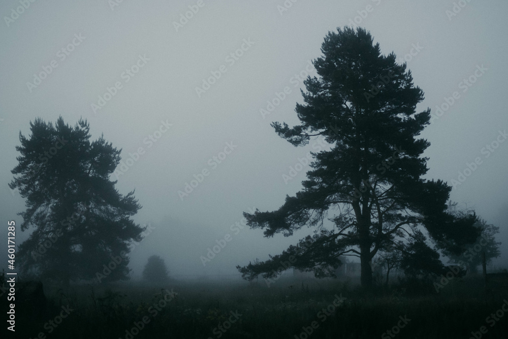 fog in the forest fog in the forest