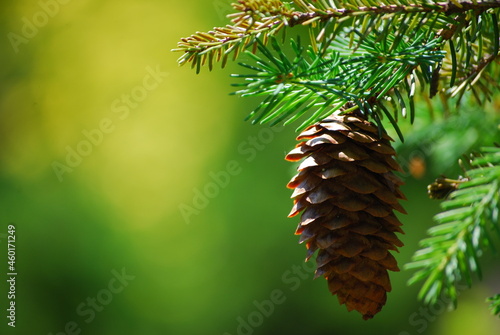 pine branch with cones