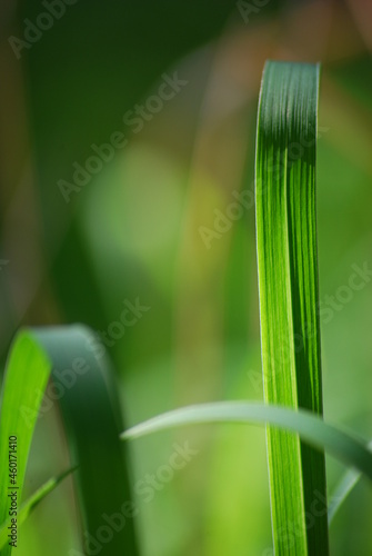 ribbon of grass 