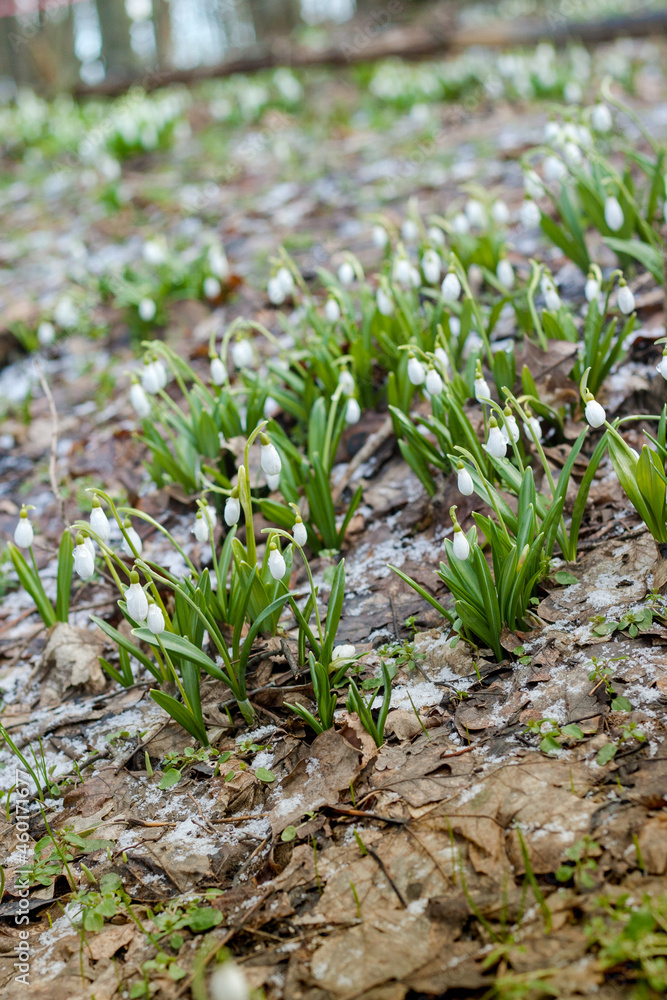 Early delicate snowdrop flowers in spring forest Early delicate snowdrop flowers in spring forest