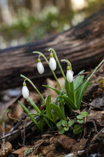 Group of delicate snowdrop flowers in spring forest