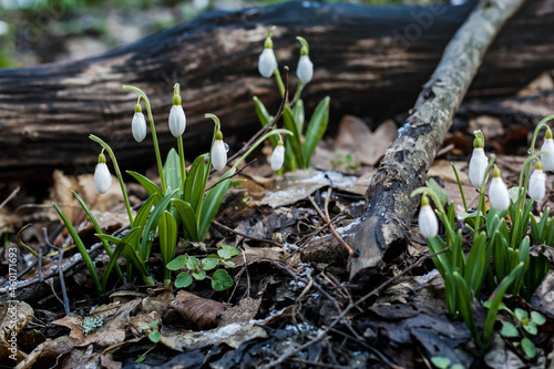 Early delicate snowdrop flowers in spring forest