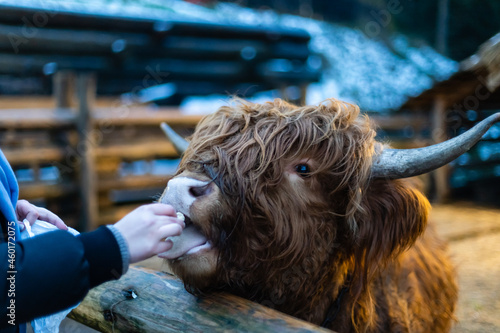 Scottish Highland Cow, on the farm. Close up. Copy space.