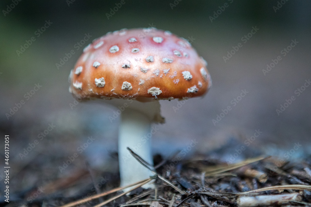 Mushroom. Amanita mushrooms. Red mushrooms. Red mushroom with white dots. Red mushroom close-up. Focus selected. Mushroom. Amanita mushrooms. Red mushrooms. Red mushroom with white dots. Red mushroom close-up. Focus selected.