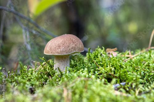 White mushrooms. Mushrooms. Edible mushrooms. Forest harvest. Focus selected.