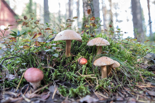 Boletus mushrooms, porcini, moss. Forest mushrooms. Edible mushrooms. Dedicated focus.