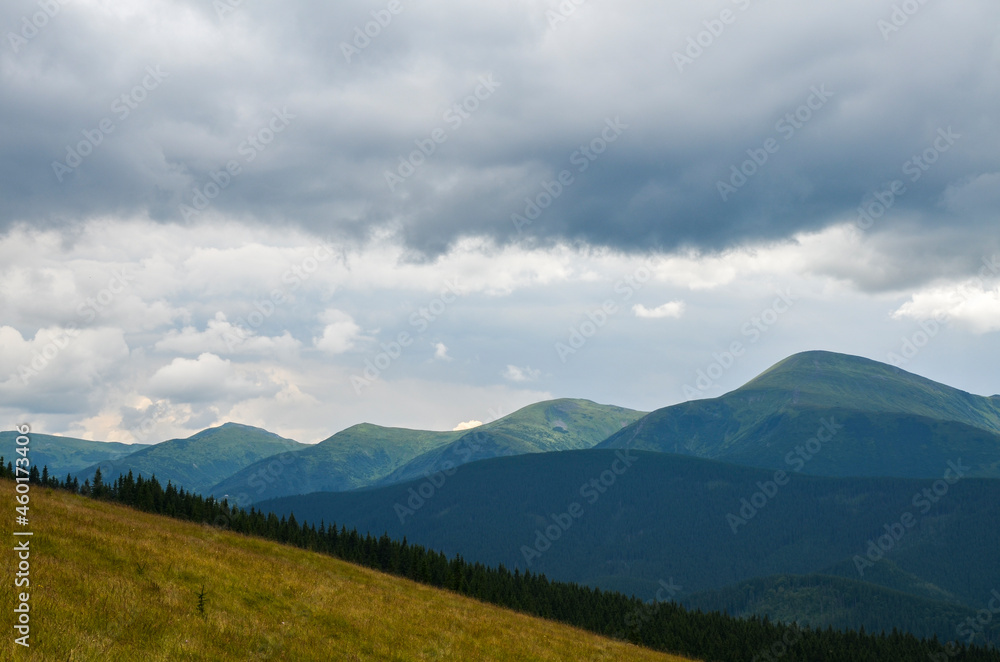Large grassy meadow, slopes and forested hillsides of Carpathians. golden field in mountains with green trees against sky
