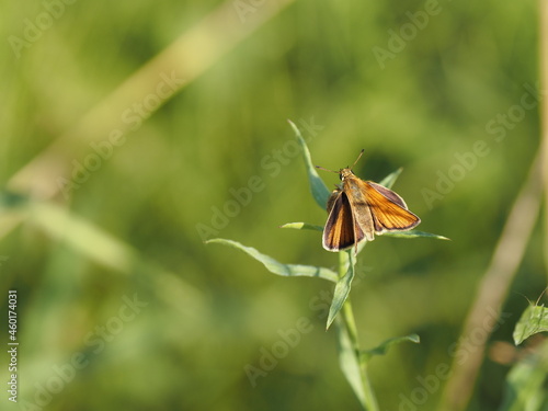 Толстоголовка