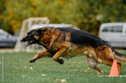 german shepherd in protection competition