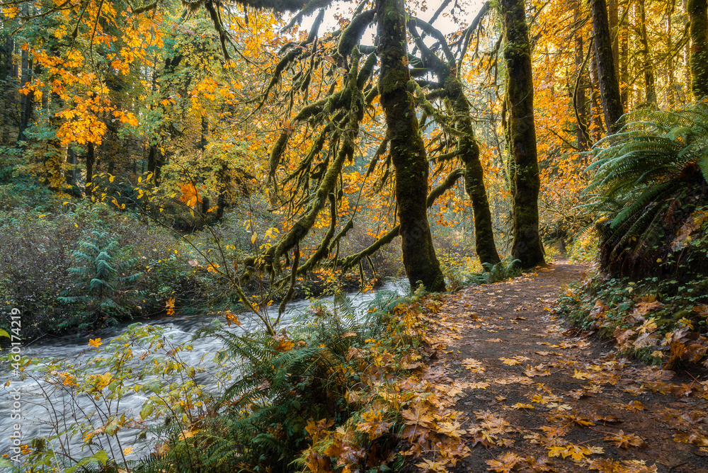 Beautiful autumn trail path and creek in fall colored Pacific Northwest forest, Silver Falls State Park Oregon
