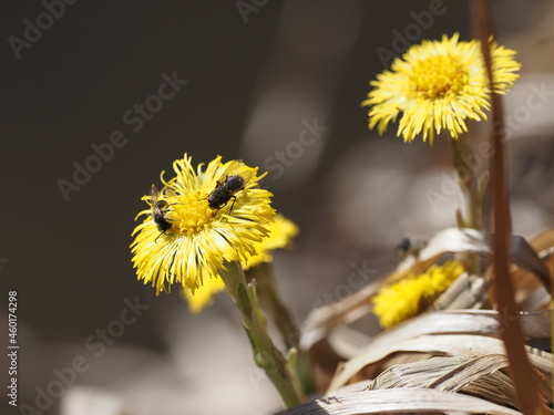 Мать-и-мачеха