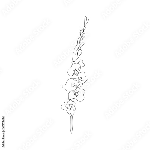 Photographie Continuous one line gladiolus flower