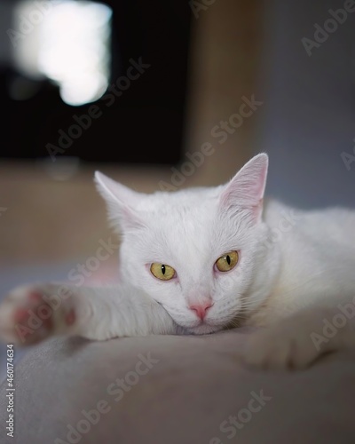 white cat 