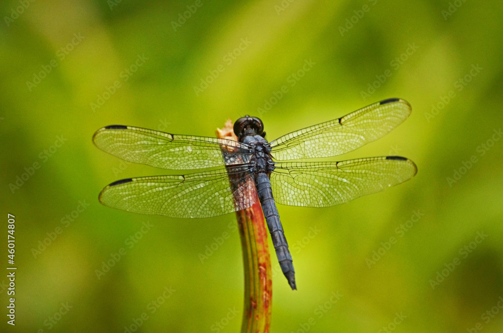 Blue dragonfly with a green background Blue dragonfly with a green background