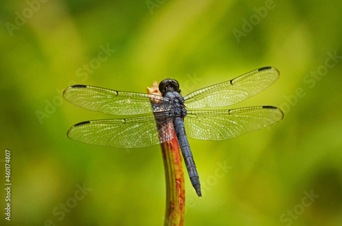 Blue dragonfly with a green background © Catherine