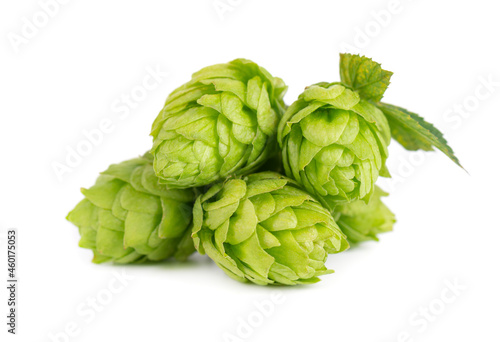 Fresh green hops branch, isolated on a white background. Hop cones with leaf. Organic hop flowers. Close up.