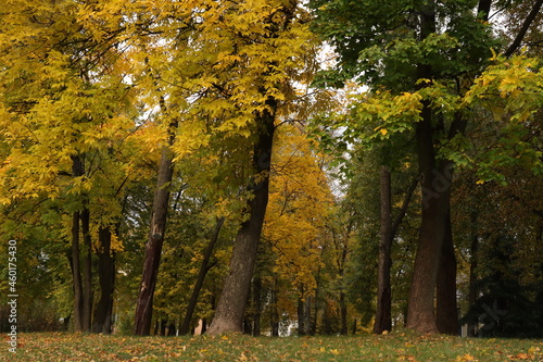 Yellowed leaves on trees in a city park © igor