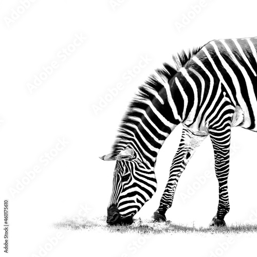 zebra - minimalism in bnw