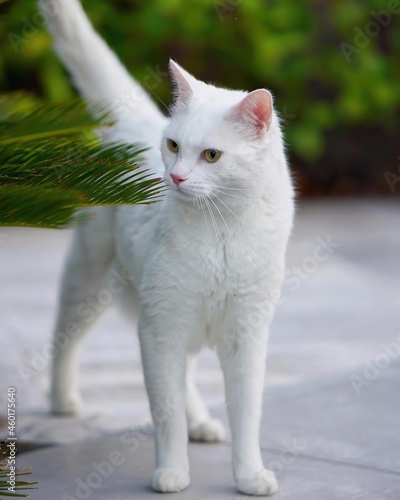 white cat 