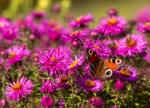 Motyl Rusałka Pawik na tle fioletowych kwiatów 