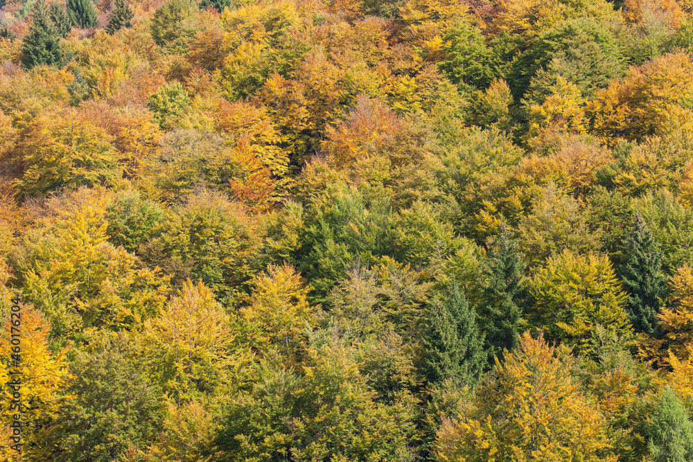 foliage inside an Italian forest at fall foliage inside an Italian forest at fall