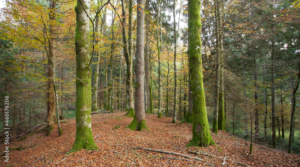 Obraz premium foliage inside an Italian forest at fall