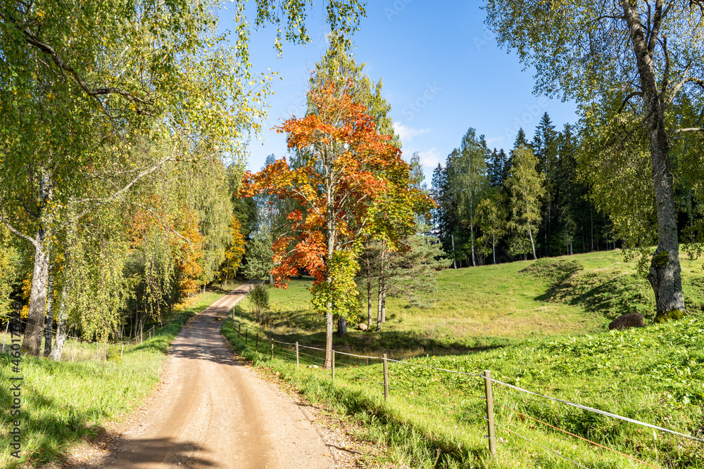 Road along the forest and countryside in autumn, orgasm and green leaves Road along the forest and countryside in autumn, orgasm and green leaves