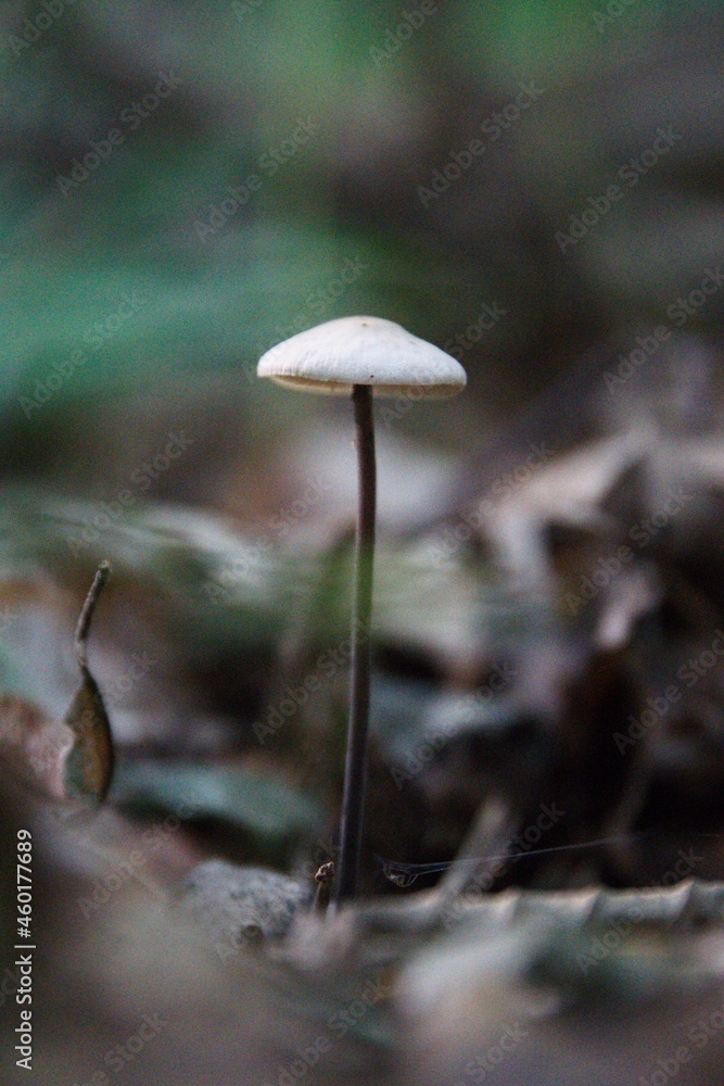 Pilze im herbstlichen Wald