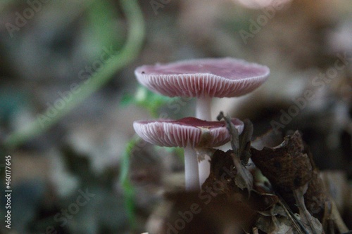 Obraz na płótnie Pilze im herbstlichen Wald w salonie