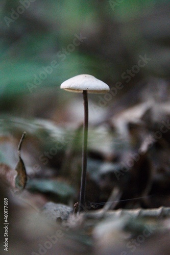 Obraz na płótnie Pilze im herbstlichen Wald w salonie