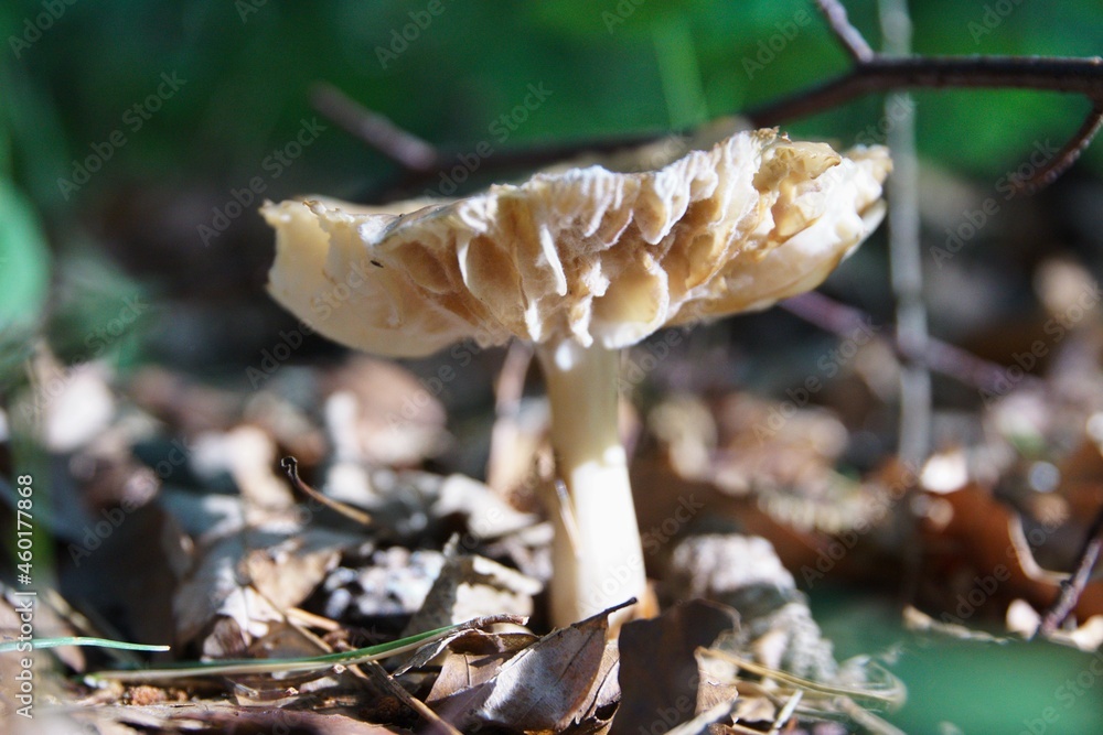 Pilze im herbstlichen Wald
