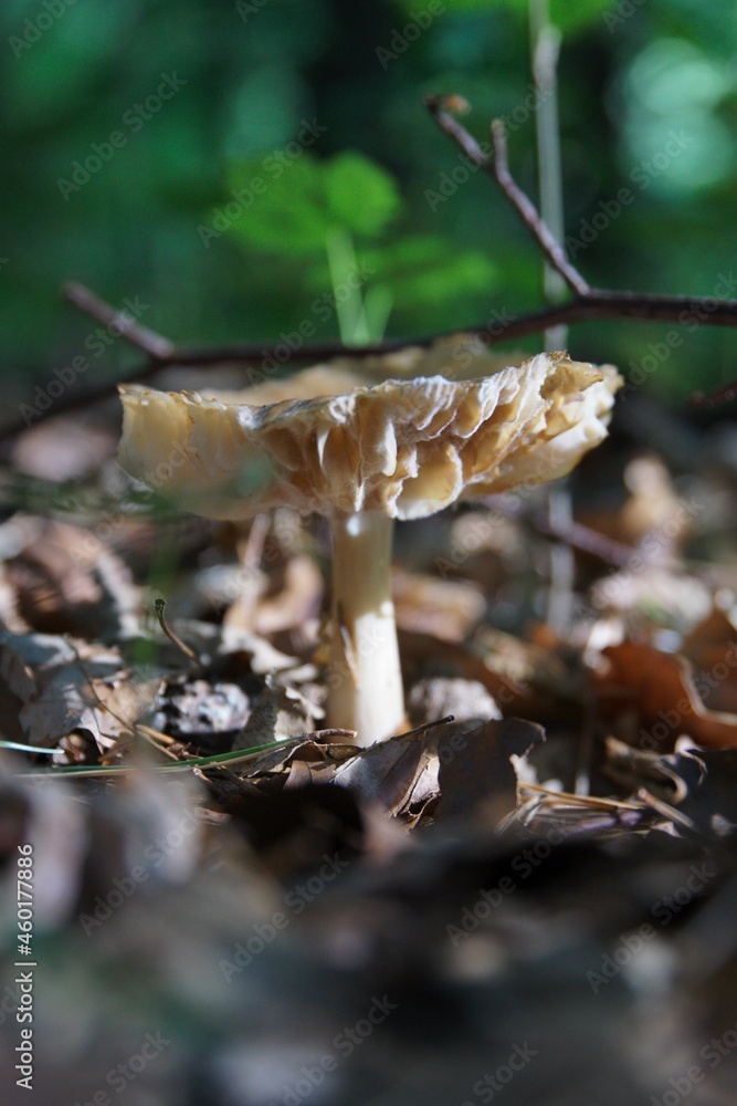 Pilze im herbstlichen Wald