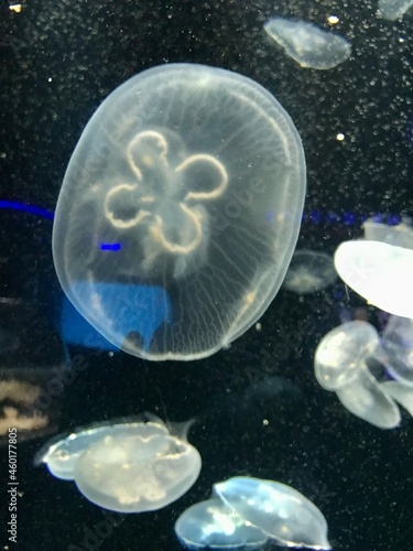 Jellyfish Swimming in the Calm Water