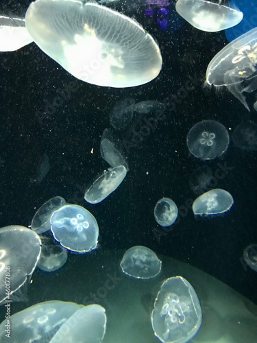 Jellyfish Swimming in the Calm Water