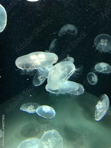 Jellyfish Swimming in the Calm Water