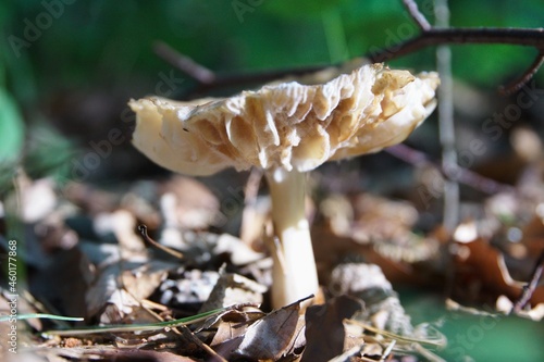 Obraz na płótnie Pilze im herbstlichen Wald w salonie