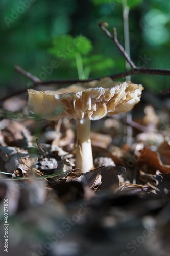 Obraz na płótnie Pilze im herbstlichen Wald w salonie