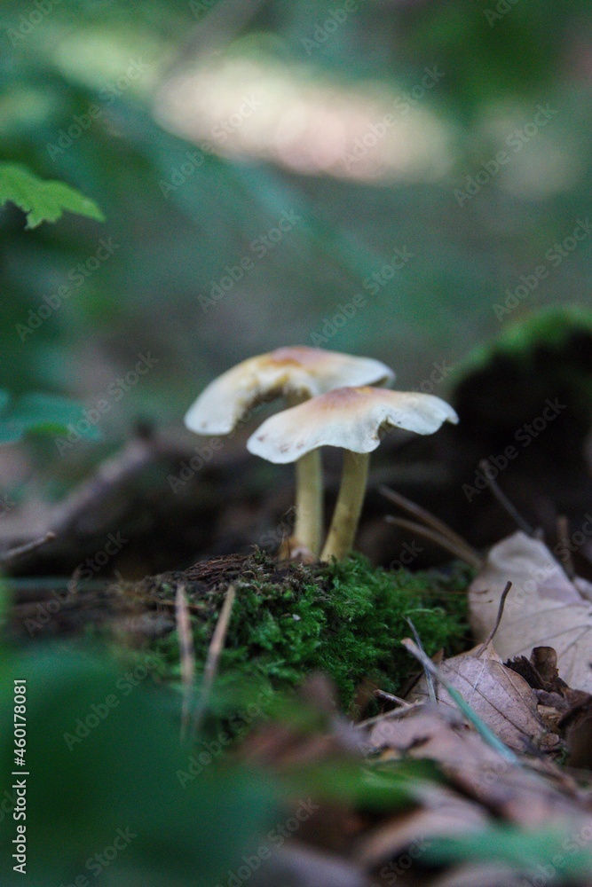 Pilze im herbstlichen Wald